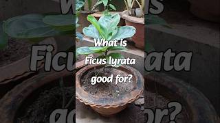 Benifits of Ficus Lyrata [upl. by Sorkin]