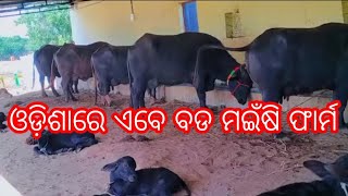 Odisha mura buffalo Big dairy farm [upl. by Levan]