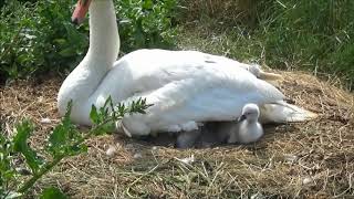 A cygnet hatching  May 2018 [upl. by Neelahtak666]