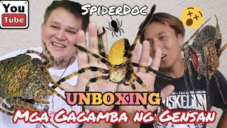 UNBOXING TIME Kakaibang GAGAMBA ng GENSAN GENSAN LINES Derby Spiders BakaBaka at STRIPED HUNTSMAN [upl. by Roshelle]