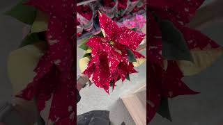 Variegated PoinsettiaVariegatedPoinsettiaPoinsettiaCareChristmasStarHolidayDecor [upl. by Yahs238]