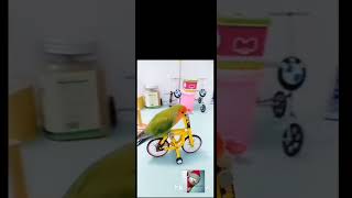 funny parrot short comedy 😀🤣 showparrot shortcomedyshort showviral video trendmeme subscribe [upl. by Roarke483]