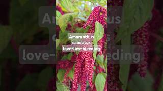 Love lies bleedingwhat does it mean Amaranthus caudatus loveliesbleeding flowers miltonkeynes [upl. by Ataner]