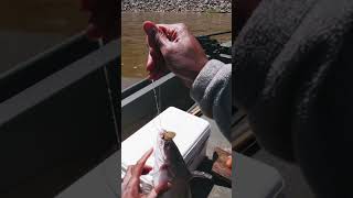 Successful Baby Blue Catfish Catch Fishing Adventure Highlights [upl. by Philipa]