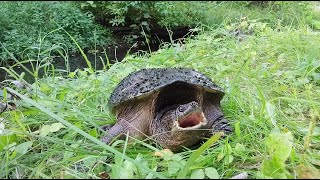 Snapping Turtle Attacks Corgis Combating the 210 Newton Crushing Force of a Wild Snapping Turtle [upl. by Lisette]