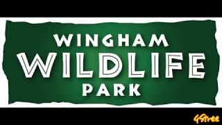 Wingham Wildlife Park [upl. by Ydniw]