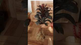 Propagation of Cordyline Plant from Cuttings 40 Days Growth update propagation cordyline [upl. by Lardner]