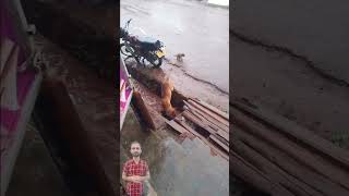 Dog Mother Save Her Puppies From Drowning In Rain Water adopteddog helpdogrescues rescuedog [upl. by Ttihw]