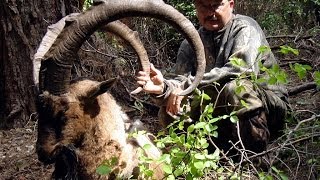 Bezoar Ibex Hunting in Turkey  Teke Avı  Recep Ecer [upl. by Linzy14]