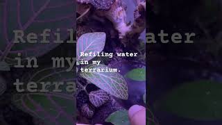 Refiling water in my terarium plants flowers frogs terrarium naturefilm [upl. by Jim302]