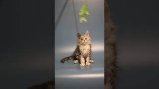 Afrodita maine coon kitten female for adoption Purebred Kitties [upl. by Akelahs]