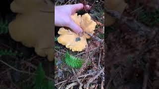 Foraging for Golden Chanterelles Cantharellus formosus in Humboldt County [upl. by Tamqrah359]