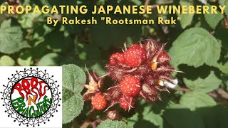 Propagating Japanese wineberry Rubus phoenicolasius by Rakesh quotRootsman Rakquot [upl. by Adnolaj]