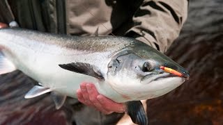 Fly Fishing For Atlantic Salmon River Finn  One Of Irelands Finest Rivers [upl. by Htieh]