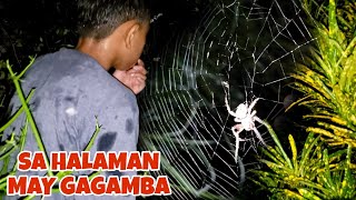 PANLABAN SA HALAMANAN TIRADOR NG MAIS  GAGAMBA [upl. by Phylys657]