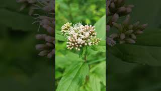 Sadziec konopiasty sadziec konopnica  Eupatorium cannabinum  hempagrimony holy rope [upl. by Brewer]