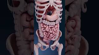 How intestine works  Movements of intestine requires for breakdown of food anatomyandphysiology [upl. by Otsedom]