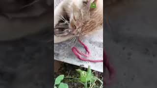 Funny Cat Moments Warning – Dogs and Cats clash in a dramatic confrontation you cant miss shorts [upl. by Ecneralc651]