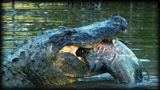 Alligator Attacks 04  Dangerous Animals [upl. by Ellertal]