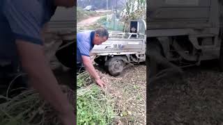 Peanut threshing process using tires [upl. by Noryk]