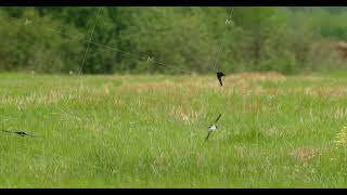 Flock Of Barn Swallows Gracefully Soars Over Green Meadow Barn Swallow Or Hirundo Rustica Also [upl. by Elocyn]