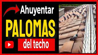 🔴 Cómo AHUYENTAR las PALOMAS del TECHO de tu CASA [upl. by Enawd]