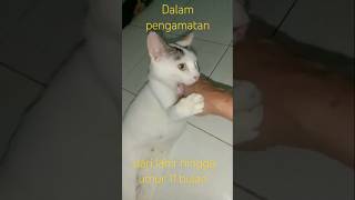 UMUR 11 BULANKUCING INI AKAN MENUNGGU DETIKDETIK MELAHIRKAN [upl. by Nykal]