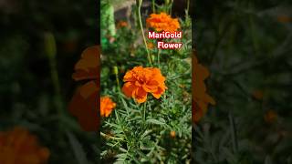 Marigold Sanarei flowers marigold ytshorts ytreels shortsvideo [upl. by Selinski]