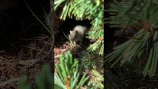 Gaylor Lakes Trail Yosemite First view of Middle Gaylor Lake  squirrel 🐿️ August 5th 2024 [upl. by Ravens]