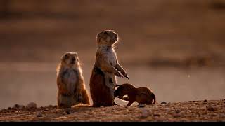 Prairie dog puppies Natures most Adorable amp Endearing Creatures [upl. by Dante]