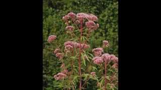 Eupatorium cannabinum [upl. by Lawford308]