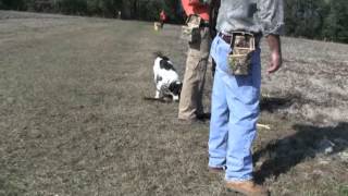 Pheasant Hunt Tower Shoot [upl. by Mobley]