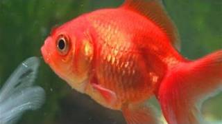 How To Care For A Goldfish [upl. by Blakeley]