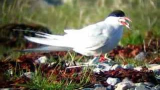 Arctic Tern  Sterna paradisaea [upl. by Concettina303]