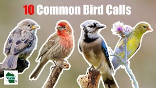 10 Common Backyard Bird Songs and Calls That You Need To Know Eastern United States [upl. by Weisman570]