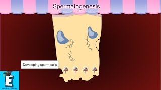 Spermatogenesis Learn for Children and Kids  EDUKID Learning [upl. by Alban]