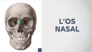 Anatomie  LE MASSIF FACIAL par AICHA ZERABIB amp MANAR ZOUAOUI [upl. by Ailecra]