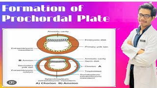 Formation of Prechordal Plate Formation of Amnion and Chorion [upl. by Notlew]