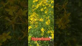 St Johns wort lat Hypericum is a family of St Johns worts of the order Malpighiales [upl. by Donahue]