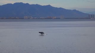 Mother Whale Breaching w Baby Alongside [upl. by Ynnol]