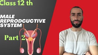 Male Reproductive System part 02 Human Reproduction Neet Biology [upl. by Nalon977]