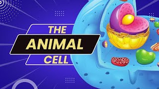 What are some parts of the animal cell  Teaching Oasis [upl. by Broek454]