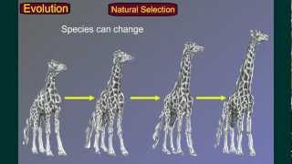 Evolution Part 3 Speciation [upl. by Tsui]