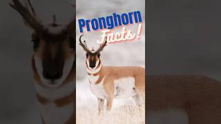 5 Pronghorn Antelope Facts pronghorn wildlifefacts animalfacts shortsfeeds [upl. by Casie]