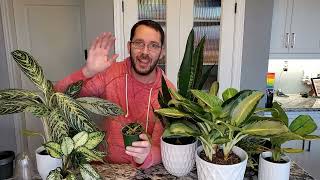 Philodendron Tortum  Lets Repot [upl. by Cheney]