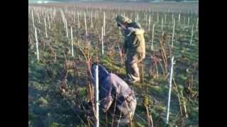 Taille de la vigne en Champagne  taille chablis  Champagne Marc chauvet [upl. by Rock479]