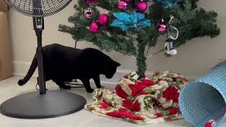 Cute Precious Piper Inspects the Christmas Tree  Adopting a Cat from a Shelter Vlog [upl. by Marba23]