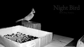 Bird Behavior Cardinal Sings in the Dark [upl. by Dove396]