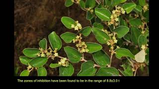 Rhamnus prinoides – A Basotho Medicinal Plant with Antioxidant and Antimicrobial Potential [upl. by Hammerskjold]