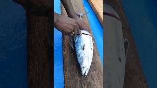 One day fish live fresh fish or unfresh fish trendingviral [upl. by Calva]